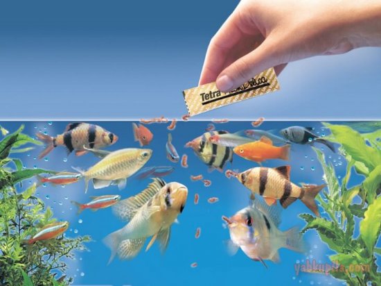 Как обеспечить полноценное питание для аквариумных рыб?